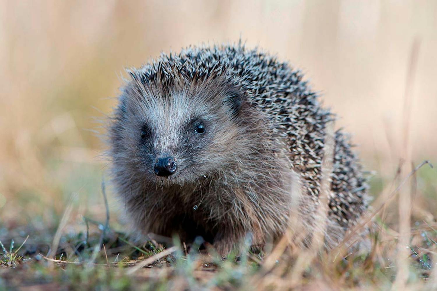 Pindsvin i haven Pas på pindsvinene i haven